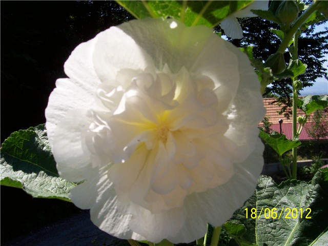 Vrtni sljez-althea rosea